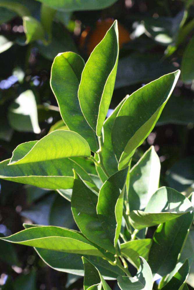            Sun leaves (Riverside, CA)   